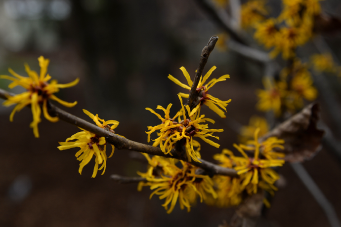 Cast a Spell On Your Skin With Witch Hazel